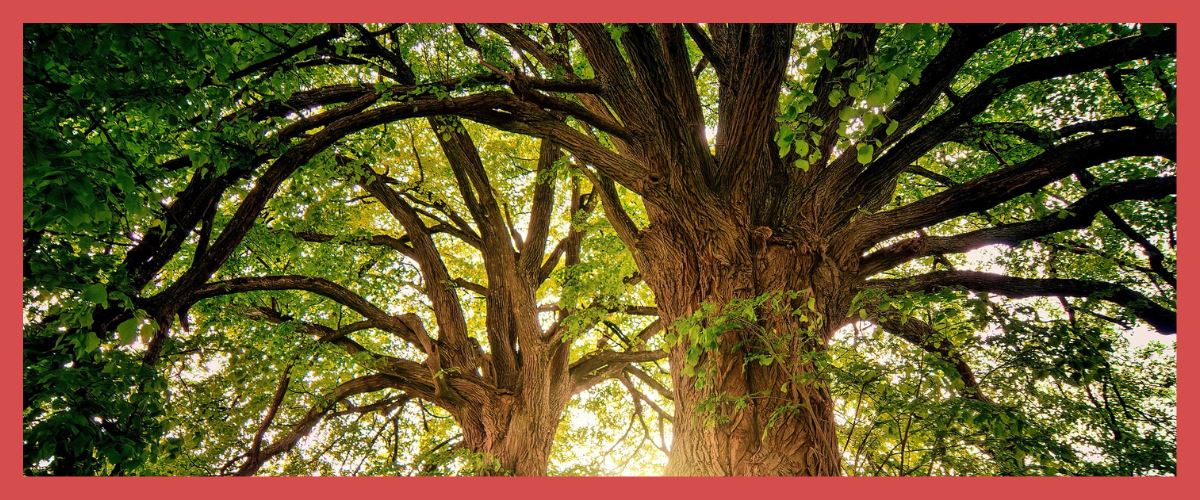 Comment enlever un avion télécommandé d'un arbre ? Image