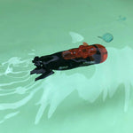 Petit sous marin télécommandé Shop Radiocommandé 